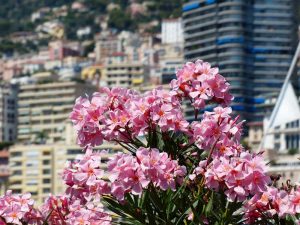 Monaco secrétariat Administratif